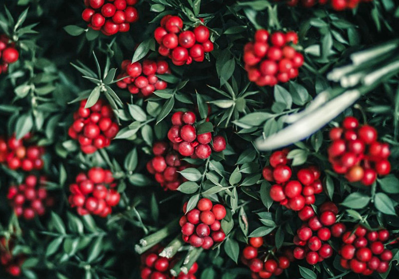 Christmas flowers