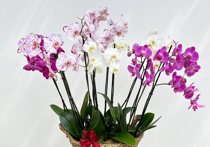 En Özel Orkide Türleri