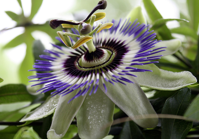 Passiflora (Çarkıfelek) Bitkisi Nedir? Faydaları Nelerdir?