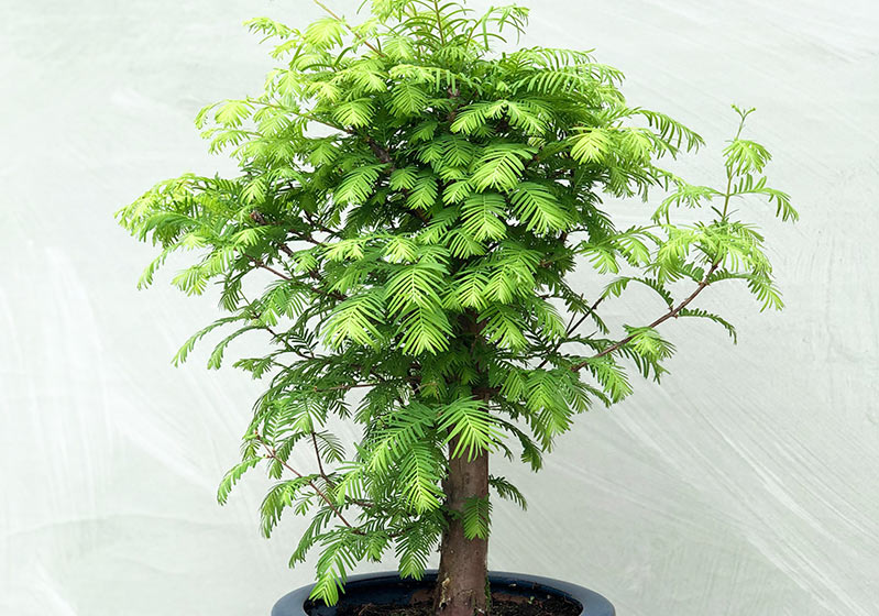 Bitki Bakımı - Bonsai