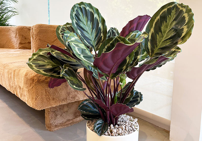 Bitki Bakımı - Calathea (Dua Çiçeği)