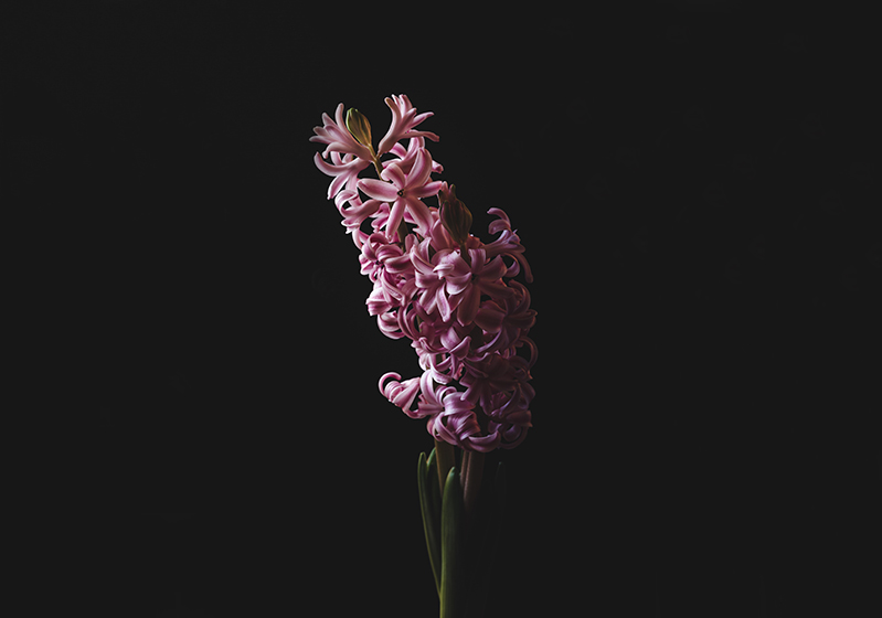 Hyacinth Flower Meaning and Care