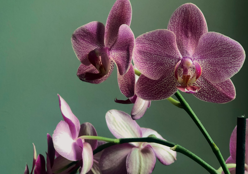 Orkide Ne Anlama Gelir? Renklerine Göre Orkide Çiçeği Anlamları