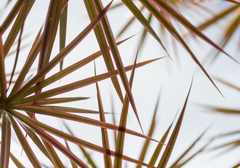 Dracaena Marginata Bakımı ve Özellikleri